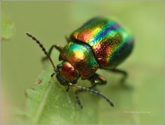 <p>MANDELINKA NÁDHERNÁ? (Chrysolina fastuosa) ---- /Prächtiger Blattkäfer/</p>